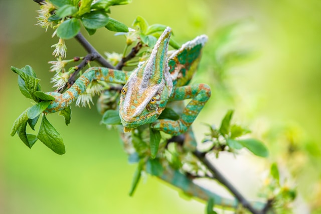 Chameleon